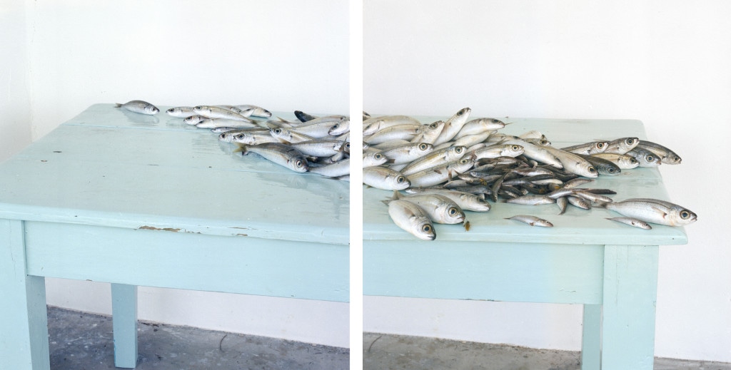 Fish on Table, 2013