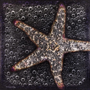"Starfish Spectacular" by David Humphries