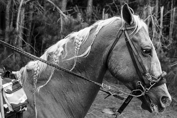Horse (detail), (Calcasieu Parish)