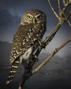 "Pearl Spotted Owlet" by Cheryl Medow