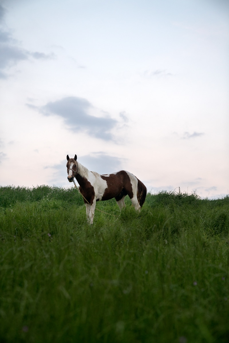 Horse on the Levee (2017), by Stacy Kranitz