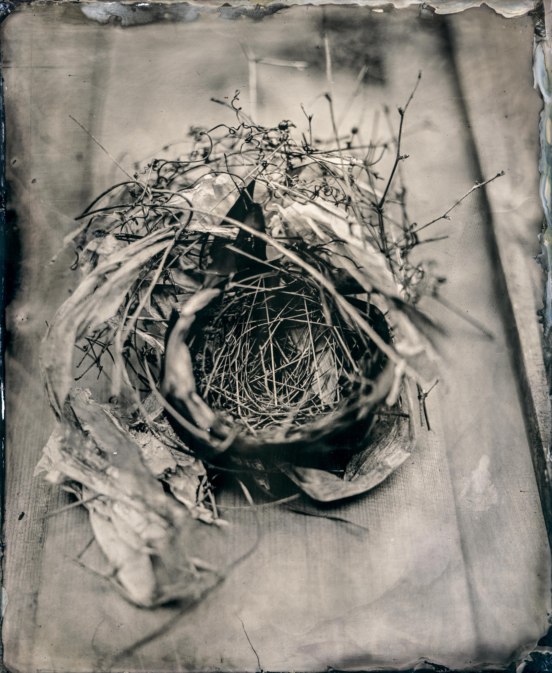 Frank Hamrick, <I>Bird Nest</I>, 2019