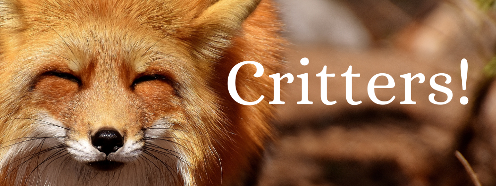 A red fox smiling, next to the title CRITTERS!